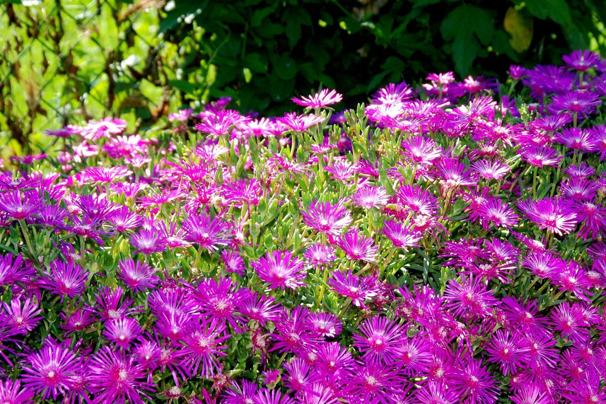 Agriturismo-R&B Corte Dei Gioghi Ferrara Eksteriør billede